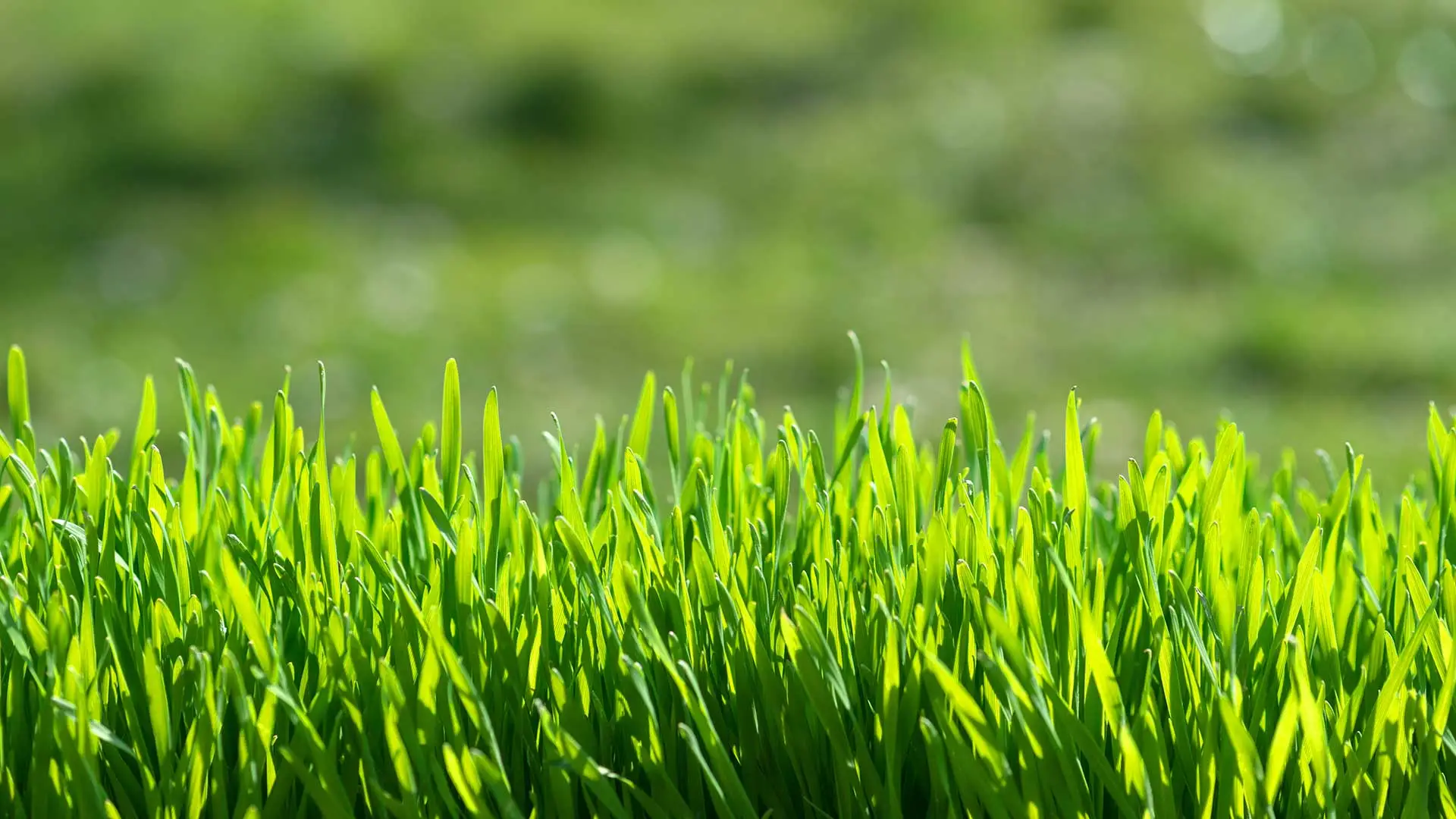 Renovate Your Lawn & Bring Your Struggling Grass Back to Life