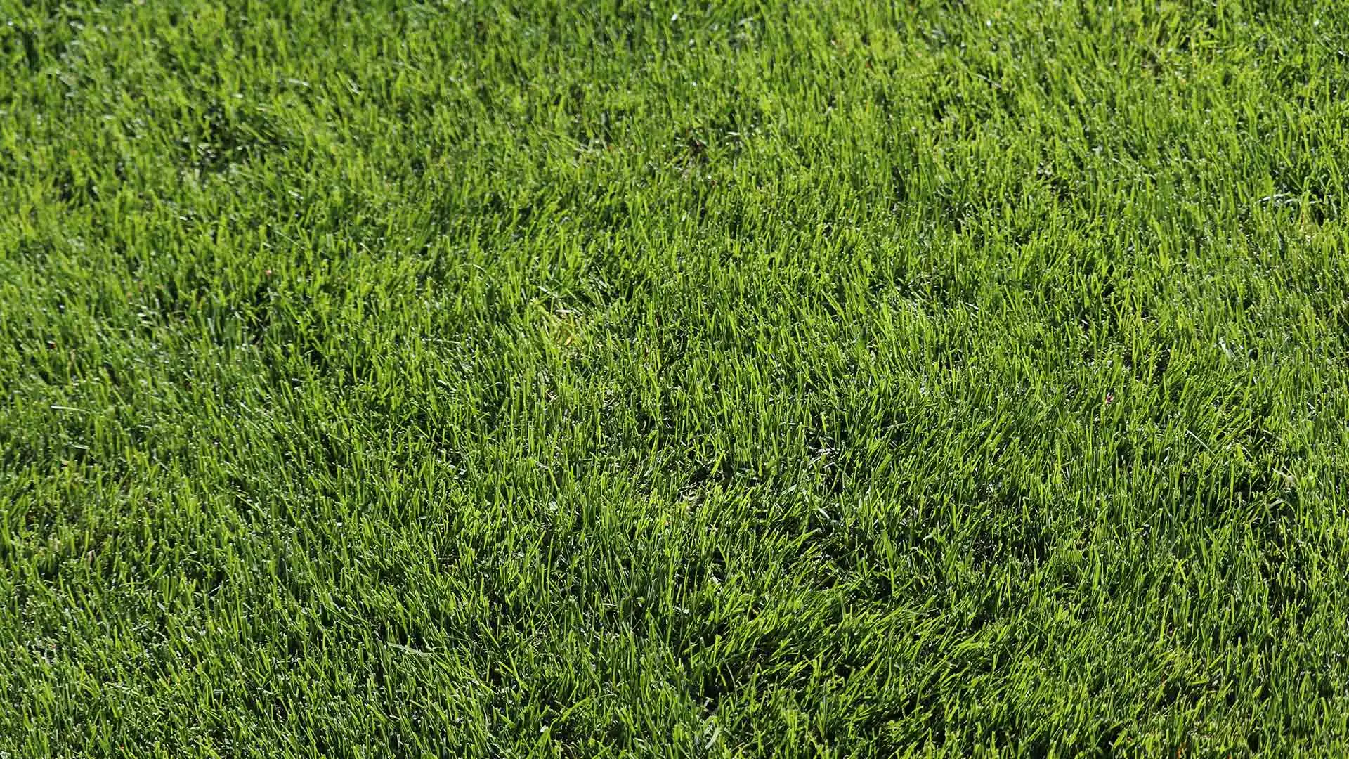 Close up photo of green, healthy grass in Indianapolis.