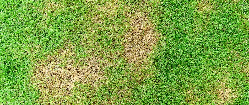 Brown patch lawn disease in Overland Park, KS.